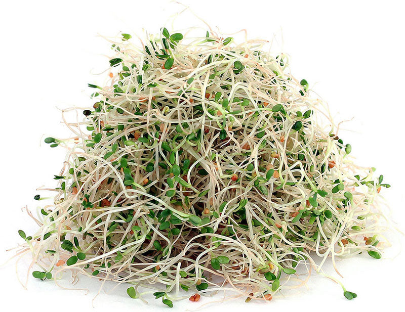 Sprouts Alfalfa 100g Punnet