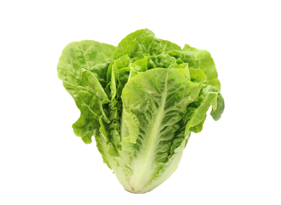 Lettuce - Baby Cos Single