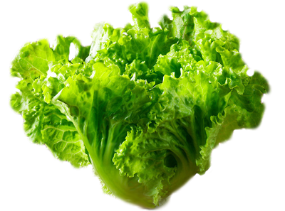 Lettuce - Fancy Single